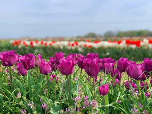 A vibrant field of purple tulips in the foreground, with red and white tulips blooming in the background under a cloudy sky.