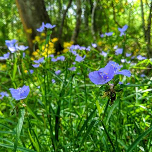 A close-up of vibrant blue flowers surrounded by lush green grass in a sunny forest setting.