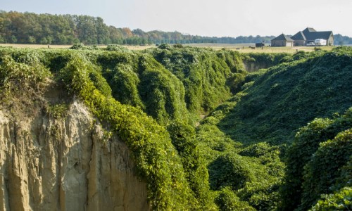 A lush, green valley filled with dense vegetation, leading to a distant farmhouse under a clear sky.