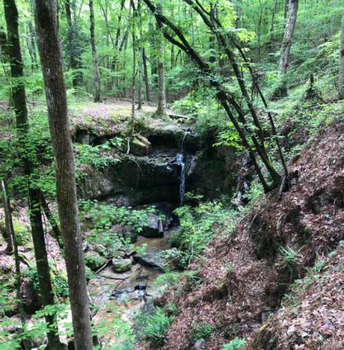 A serene forest scene featuring a small waterfall cascading over rocks, surrounded by lush green trees and foliage.