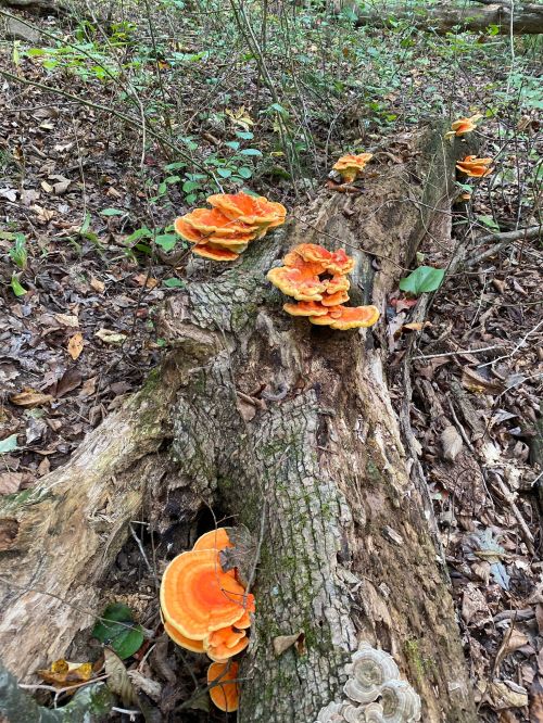 Bright orange mushrooms growing on a decaying log in a forest, surrounded by green foliage and fallen leaves.