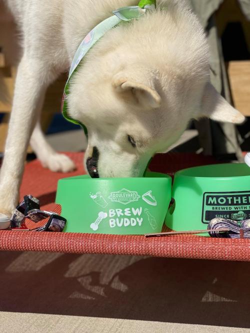 A dog sniffing a green bowl labeled "Brew Buddy" next to another bowl with "Mother" on it, on a sunny day.