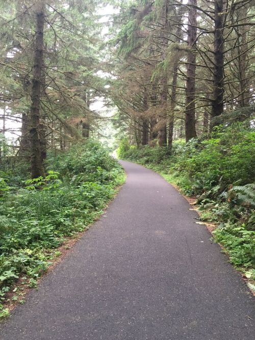 A winding path through a lush green forest, flanked by tall trees and dense foliage on either side.