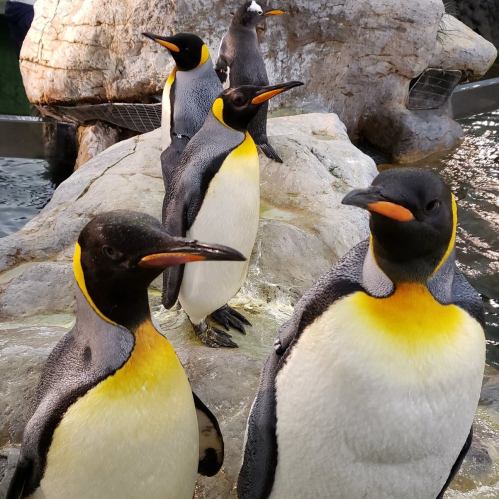 A group of four penguins standing on a rocky surface near water, with one penguin in the background.