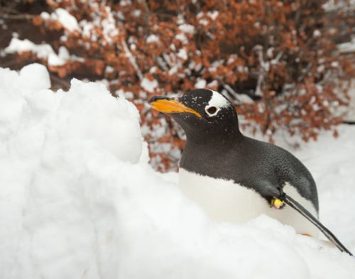 A close-up of a penguin with a snowy background and autumn foliage, showcasing its distinctive black and white feathers.