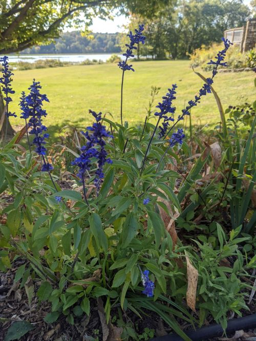 A cluster of tall blue flowers with green leaves, set against a grassy field and a lake in the background.