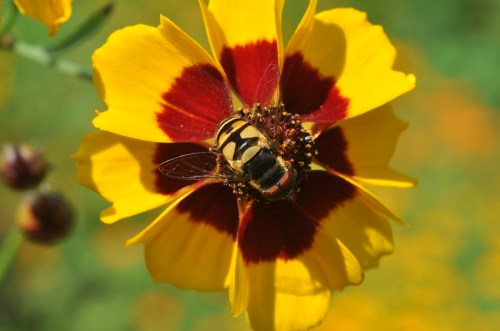 A close-up of a yellow flower with red markings, featuring a bee collecting nectar from its center.