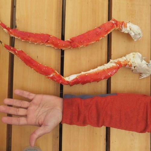 A hand next to two large, red crab legs on a wooden surface, showcasing their size comparison.