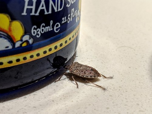 A small brown bug crawls near a decorative hand soap bottle on a countertop.