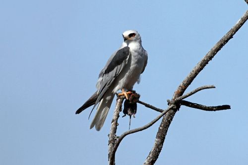 A white-tailed kite perched on a branch, with a clear blue sky in the background.