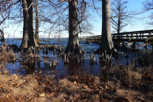 A serene lakeside scene with tall trees, cypress knees, and a wooden pier under a clear blue sky.