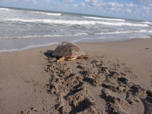 A turtle crawls along a sandy beach, leaving tracks in the sand, with ocean waves in the background.