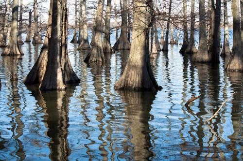 Cypress trees rise from calm water, their reflections creating a serene, mirrored landscape in a wetland setting.