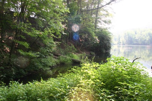 Lush green foliage along a serene lake, with trees reflecting in the calm water under soft sunlight.