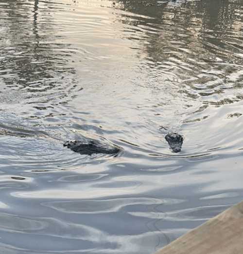 Two dark shapes partially submerged in calm water, with ripples reflecting light from the surface.