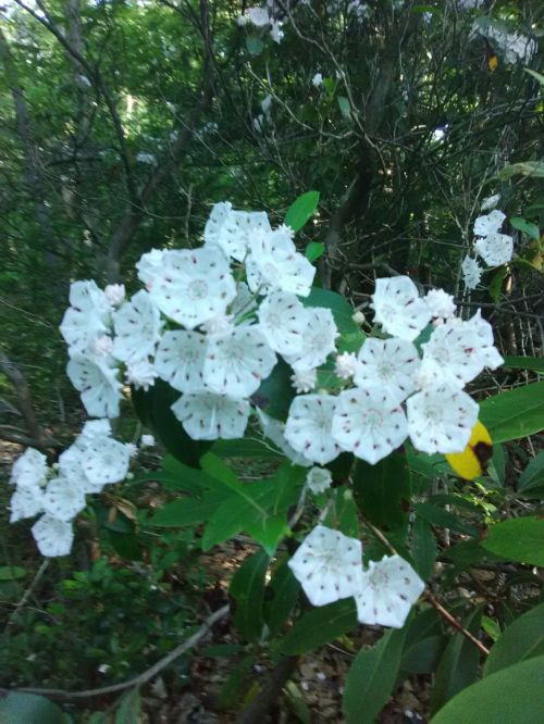 A cluster of white flowers with red speckles surrounded by green leaves in a wooded area.