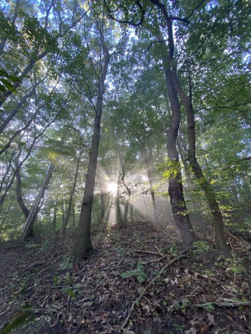 Sunlight streams through trees in a misty forest, creating a serene and ethereal atmosphere.