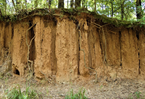 A vertical soil bank with exposed roots, surrounded by trees and greenery in a forested area.
