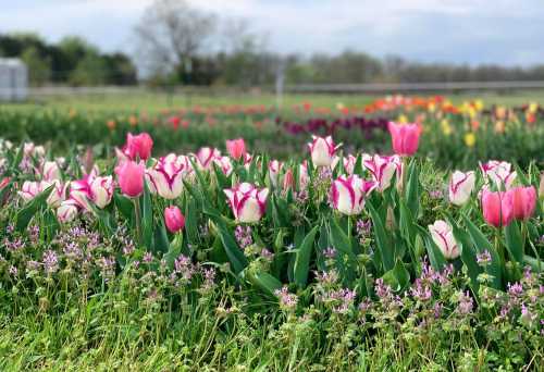 A vibrant field of pink and white tulips surrounded by green grass and small purple flowers under a cloudy sky.