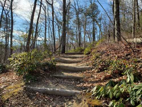 A winding dirt path through a wooded area, lined with logs and surrounded by trees and shrubs.