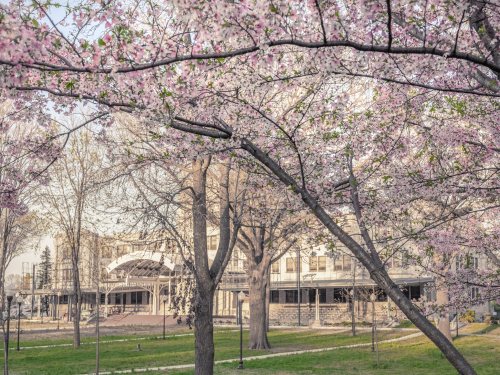 Blossoming cherry trees frame a building in a serene park setting during springtime.