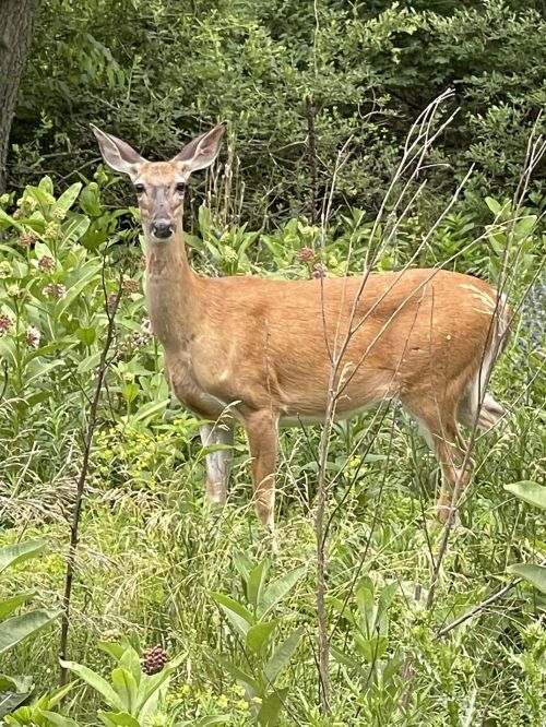 A deer stands among tall grass and bushes, looking curiously at the camera in a natural setting.