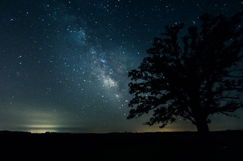 A silhouette of a tree against a starry night sky, featuring the Milky Way and distant lights on the horizon.