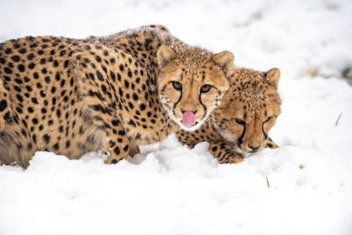 Two cheetahs playfully explore a snowy landscape, one licking its nose while the other lies close by.