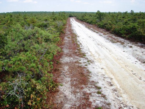 A sandy road stretches through a lush green landscape, bordered by low shrubs and trees under a clear blue sky.