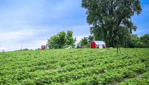 A lush green field of strawberry plants with a red barn and trees under a cloudy blue sky.