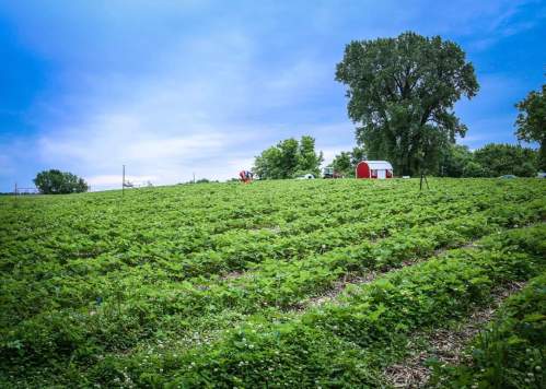 A lush green field of crops under a cloudy sky, with a red barn and trees in the background.