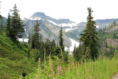 A scenic mountain landscape featuring tall evergreen trees, rocky peaks, and a glacier in the background.