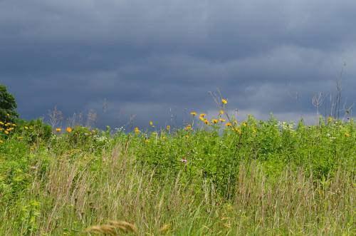 A field of tall grass and wildflowers under a dark, cloudy sky.