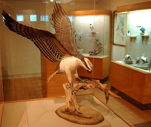 A detailed sculpture of a bird with outstretched wings perched on a branch, displayed in a museum setting.
