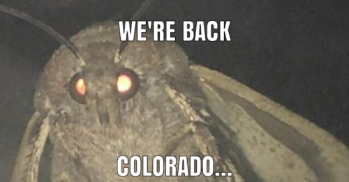 A close-up of a moth with glowing eyes, captioned "WE'RE BACK COLORADO..." in bold text.