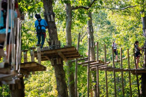 People navigating a treetop obstacle course among lush green trees on a sunny day.
