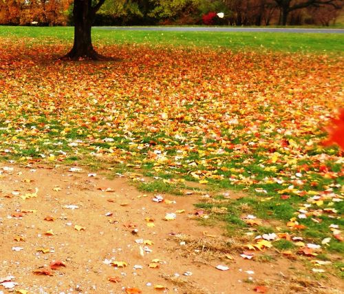 A vibrant autumn scene with a tree surrounded by a carpet of colorful fallen leaves on a grassy field.