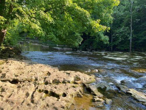 A serene river scene with smooth rocks and lush green trees along the water's edge under bright sunlight.