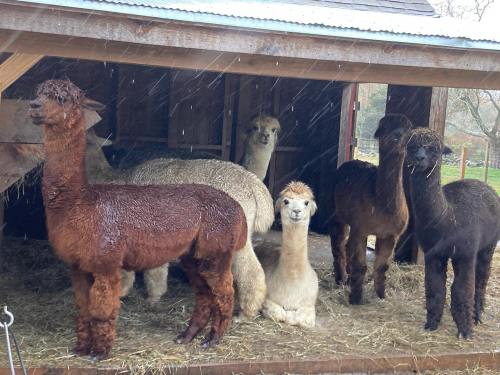 A group of six alpacas standing in a barn, some wet from rain, with straw on the ground around them.