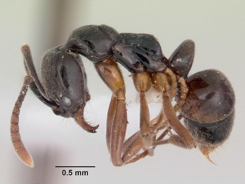 Close-up of a black ant, showcasing its body structure, with a scale bar indicating 0.5 mm for size reference.