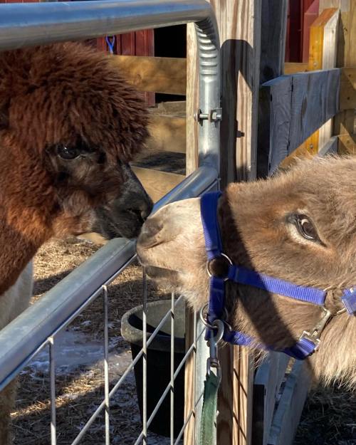 Two animals, an alpaca and a pony, gently touching noses through a fence in a barn setting.