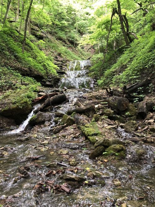 A serene forest scene featuring a small waterfall cascading over rocks, surrounded by lush green foliage.