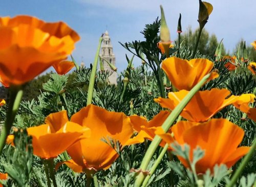 Vibrant orange poppies in the foreground with a blurred tower in the background under a clear blue sky.