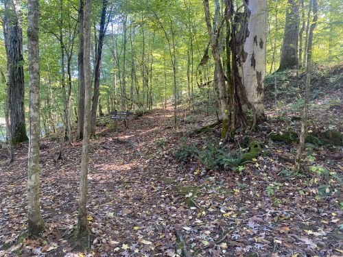 A serene forest path surrounded by trees and fallen leaves, with dappled sunlight filtering through the foliage.