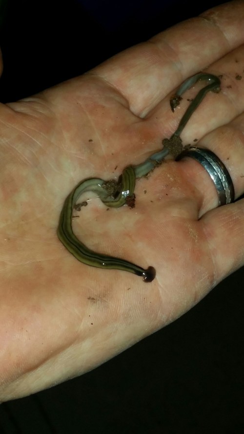 A hand holding a slimy, greenish-brown worm-like creature with a shiny surface and dirt on the palm.