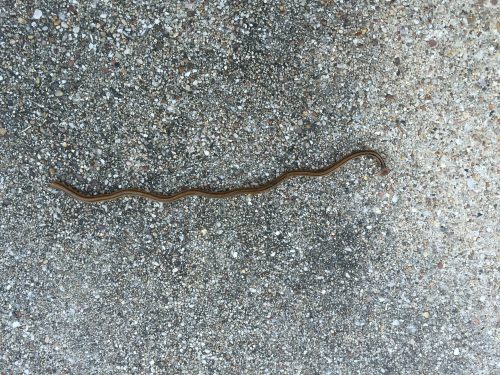 A brown snake slithering across a textured, light-colored surface.