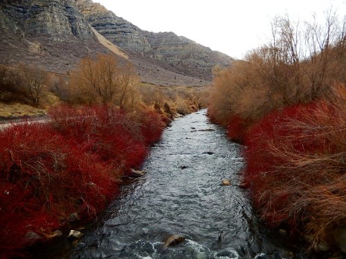 A winding river flows through a landscape of bare trees and vibrant red bushes, set against rocky mountains.
