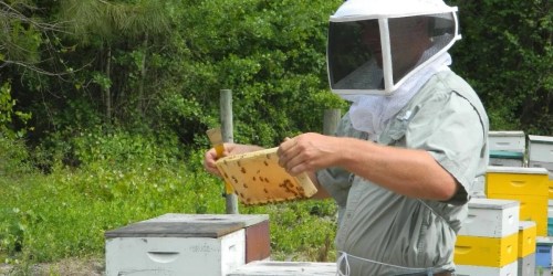 A beekeeper in protective gear inspects a honeycomb frame near colorful beehives in a lush green setting.