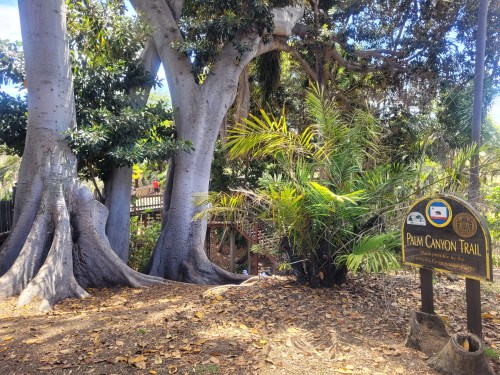 A scenic view of Palm Canyon Trail with large trees and lush greenery surrounding a trail sign.