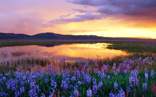 A serene landscape featuring a vibrant sunset over a calm lake, surrounded by blooming purple flowers and distant hills.